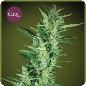 Elite 47 Auto Feminised Seeds Elite 47 Auto Feminised Seeds