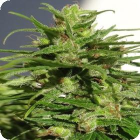 Ethiopian Regular Seeds Ethiopian Regular Seeds