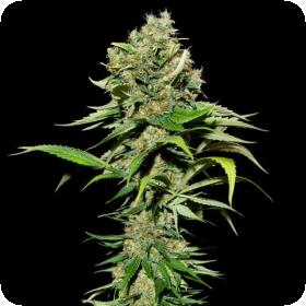 Excalibur Feminised Seeds Excalibur Feminised Seeds