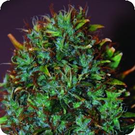 Expert Haze Feminised Seeds