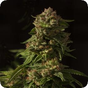 Fallen Angel Feminised Seeds Fallen Angel Feminised Seeds