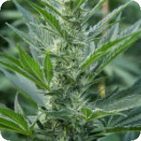Far Out Feminised Seeds Far Out Feminised Seeds