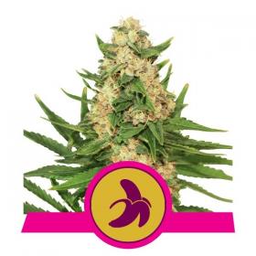 Fat Banana Feminised Cannabis Seeds Royal Queen Cannabis Seeds 0