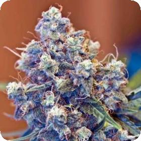 ICED Grapefruit Feminised Seeds ICED Grapefruit Feminised Seeds