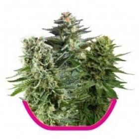 Mixed Feminised Seeds
