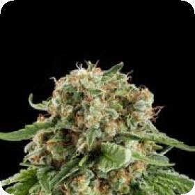 White Siberian Feminised Seeds