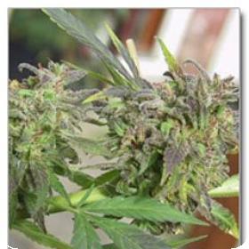 Easy Sativa Feminised Seeds Easy Sativa Feminised Seeds