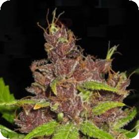 Purple Mazar Autoflowering Regular Seeds Purple Mazar Autoflowering Regular Seeds