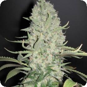 White Widow x Big Bud Feminised Seeds