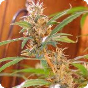 Afghan Haze Regular Seeds Afghan Haze Regular Seeds