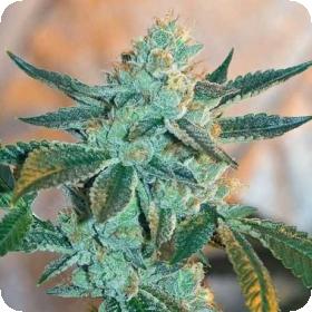 Fire OG BX3 Regular Seeds Fire OG BX3 Regular Seeds