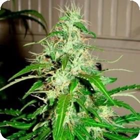Diesel Haze Autoflowering Feminised Seeds Diesel Haze Autoflowering Feminised Seeds
