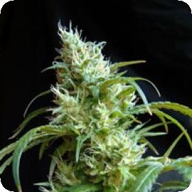 Flash Back #2 Feminised Seeds Flash Back #2 Feminised Seeds