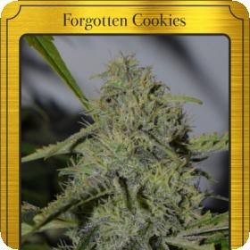 Forgotten Cookies Auto Feminised Seeds Forgotten Cookies Auto Feminised Seeds