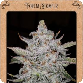 Forum Stomper Auto Feminised Seeds Forum Stomper Auto Feminised Seeds