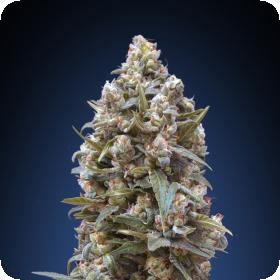 00 Kush Feminised Seeds