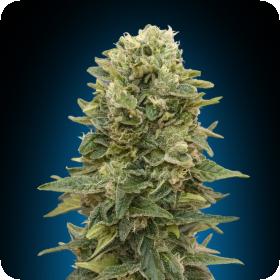 Female Mix Feminised Seeds Female Mix Feminised Seeds
