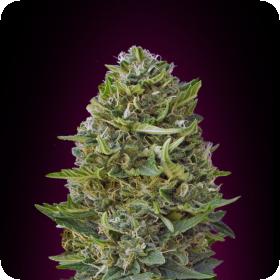Caramel Kush Feminised Seeds Caramel Kush Feminised Seeds