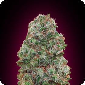 Bubble Gum Feminised Seeds Bubble Gum Feminised Seeds