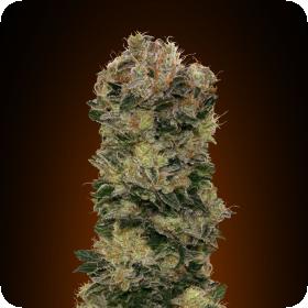 Sweet Soma Auto Feminised Seeds Sweet Soma Auto Feminised Seeds
