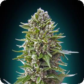 Automatik Collection #2 Feminised Seeds