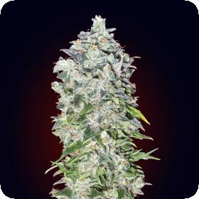 Auto 00 Kush Feminised Seeds