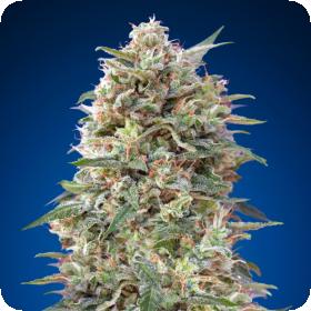 California Kush Feminised Seeds