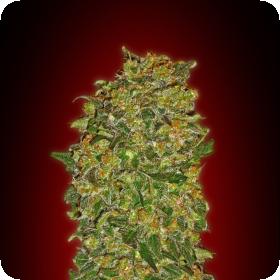 Chocolate Kush Feminised Seeds Chocolate Kush Feminised Seeds