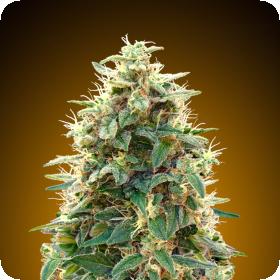 Automatik Collection #3 Auto Feminised Seeds Automatik Collection #3 Auto Feminised Seeds