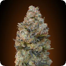Chocolate Skunk Feminised Seeds