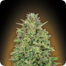 00 Skunk Feminised Seeds