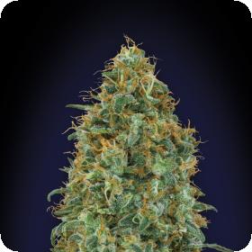 Blueberry Feminised Seeds Blueberry Feminised Seeds