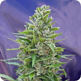 Automatik Mix Auto Feminised Seeds Automatik Mix Auto Feminised Seeds