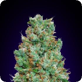 Automatik Collection #4 Auto Feminised Seeds Automatik Collection #4 Auto Feminised Seeds