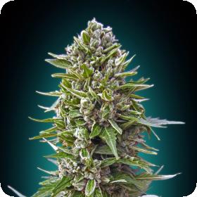 Auto Northern Lights Feminised Seeds