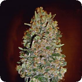 Chocolate Skunk Auto Feminised Seeds Chocolate Skunk Auto Feminised Seeds