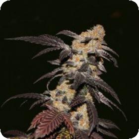 French Cookies Feminised Seeds French Cookies Feminised Seeds