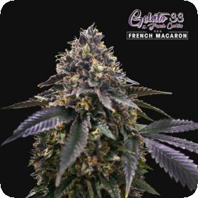 French Macaron Feminised Seeds French Macaron Feminised Seeds