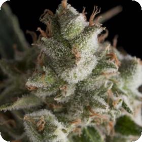 Fresh Candy Feminised Seeds Fresh Candy Feminised Seeds