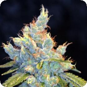 Frisco OG Regular Seeds