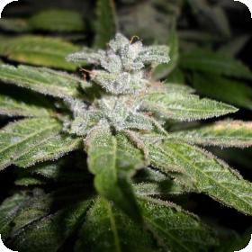 Fromage Blue Feminised Seeds Fromage Blue Feminised Seeds