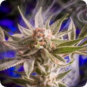 Frost Boss Regular Seeds Frost Boss Regular Seeds
