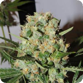 Fruit Bowl Feminised Seeds Fruit Bowl Feminised Seeds