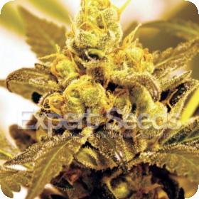 Fruit  Salad  Feminised  Cannabis  Seeds  Expert  Cannabis  Seeds 0