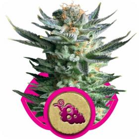 Fruit Spirit Feminised Cannabis Seeds Royal Queen Cannabis Seeds 0