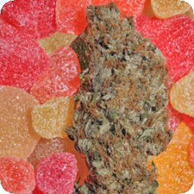 Fruitylicious Feminised Seeds Fruitylicious Feminised Seeds
