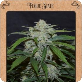 Fugue State Auto Feminised Seeds