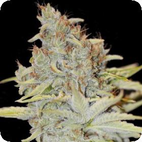 Furious Candy Eva Cannabis Seeds 0