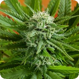 G13 Auto Pineapple Express Jpg