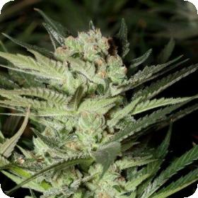 Mozarella Feminised Seeds Mozarella Feminised Seeds